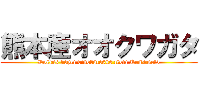 熊本産オオクワガタ (Dorcus hopei binodulosus from Kumamoto)