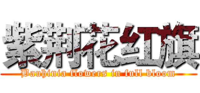 紫荆花红旗 (Bauhinia flowers in full bloom)