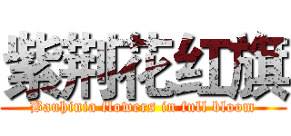 紫荆花红旗 (Bauhinia flowers in full bloom)