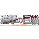 進撃の巨貓 (attack on BiBi)