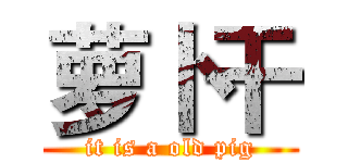 萝卜干 (it is a old pig)