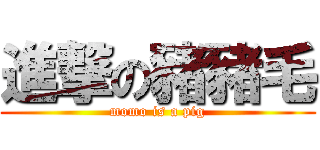 進撃の豬豬毛 (momo is a pig)