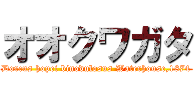 オオクワガタ (Dorcus hopei binodulosus Waterhouse,1874)