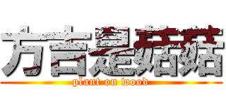 方吉是菇菇 (plant on wood)