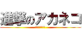 進撃のアカネコ (お腹がしわしわ)