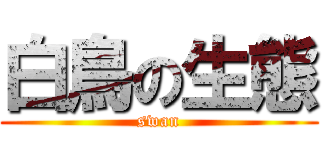 白鳥の生態 (swan)