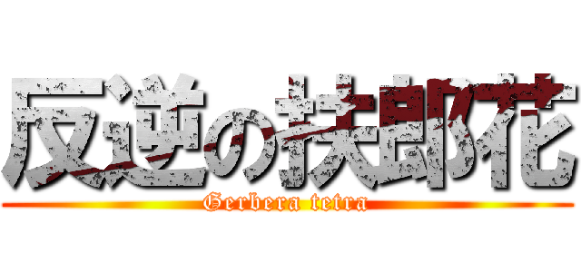 反逆の扶郎花 (Gerbera tetra)