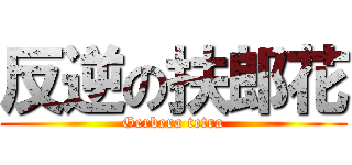 反逆の扶郎花 (Gerbera tetra)