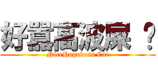 好囂高波屎 貓 (NiceHugoboss Cat)