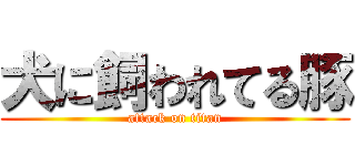 犬に飼われてる豚 (attack on titan)