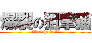 爆裂の狙撃猫 (What the fuck?)