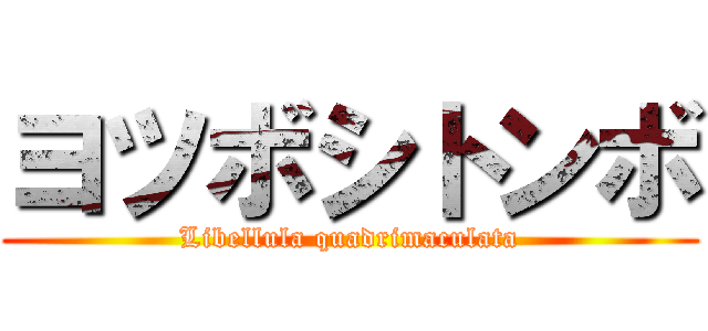 ヨツボシトンボ (Libellula quadrimaculata)