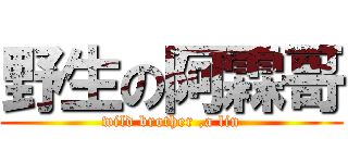 野生の阿霖哥 (wild brother ,a lin)