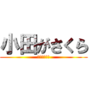 小田がさくら (知らなかった)