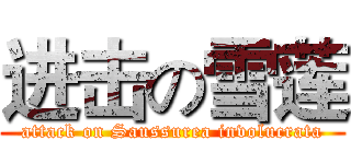 进击の雪莲 (attack on Saussurea involucrata)