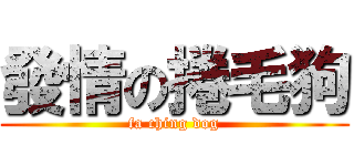 發情の捲毛狗 (fa ching dog)