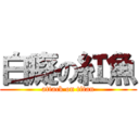 白癡の紅魚 (attack on titan)