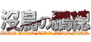 沒鳥の鵬總 (BIRD BIRD BIRD BIRD BIRD)