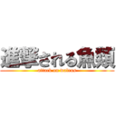 進撃される魚類 (attack on walrus)