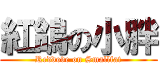 紅鴿の小胖 (Reddove on Smallfat)