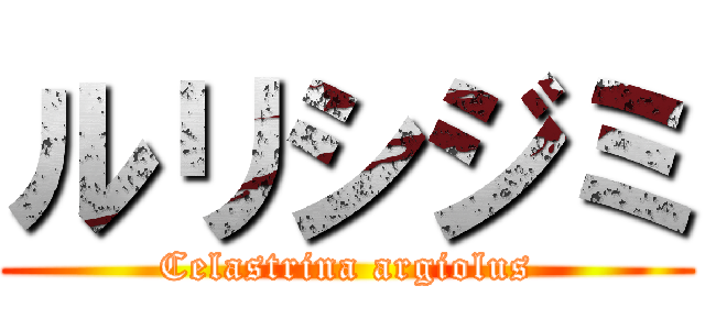 ルリシジミ (Celastrina argiolus)