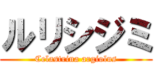 ルリシジミ (Celastrina argiolus)