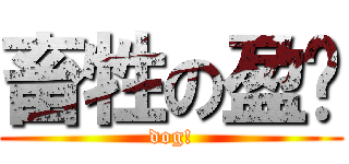 畜牲の盈銨 (dog!)