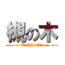 槻の木 (Tukinoki)
