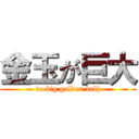 金玉が巨大 (to big golden balj)