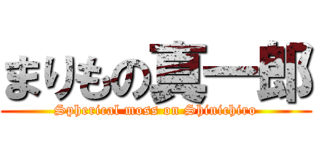 まりもの真一郎 (Spherical moss on Shinichiro)