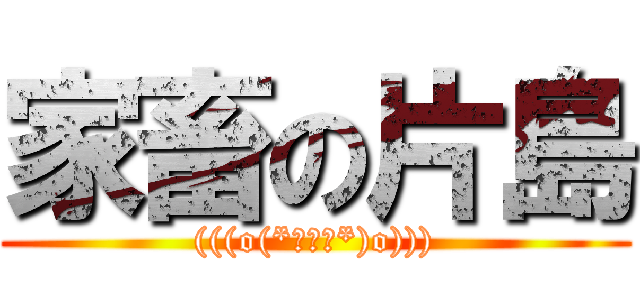 家畜の片島 ((((o(*ﾟ▽ﾟ*)o))))