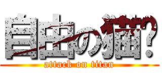 自由の猫咪 (attack on titan)