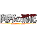 阿邦の菊花 (attack on titan)