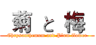   菊  と  梅   (Chrysanthemum and Plum flower)
