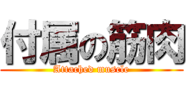 付属の筋肉 (Attached muscle)