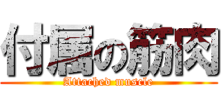 付属の筋肉 (Attached muscle)
