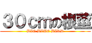 ３０ｃｍの根莖 (BIG BLUE BIRD)