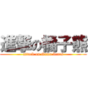 進撃の橘子熊 (attack on Gama bears)