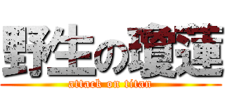 野生の瓊蓮 (attack on titan)