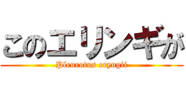 このエリンギが (Pleurotus eryngii)