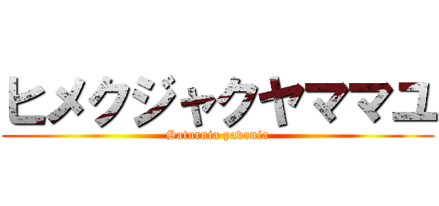 ヒメクジャクヤママユ (Saturnia pavonia)