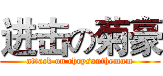 进击の菊豪 (attack on chrysanthemum)