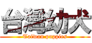 台灣幼犬 (Taiwan puppies)