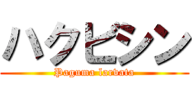 ハクビシン (Paguma larvata)