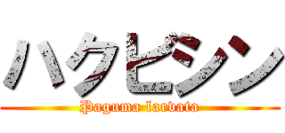 ハクビシン (Paguma larvata)