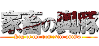 家畜の輿豚 (Pig of the domestic animal)