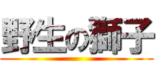 野生の獅子 ()
