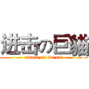 进击の巨貓 (attack on fat cat)