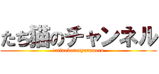 たち猫のチャンネル (tatinekonotyannneru)