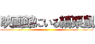 映画館にいる縞栗鼠 ()